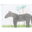 Chilldean  Grayshure Hourse (Gray)